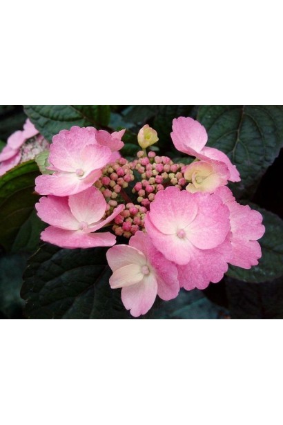 Крупний план гортензії з окремим суцвіттям рожевих квітів. 